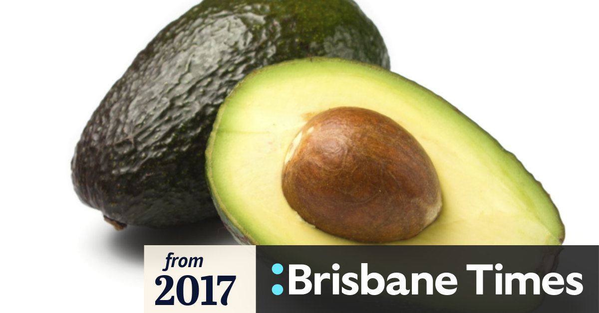 Queensland researchers work to solve world avocado shortage